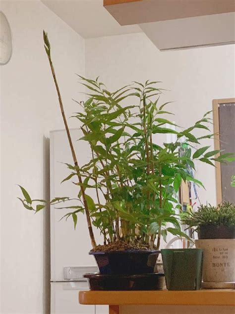 竹蘭植物